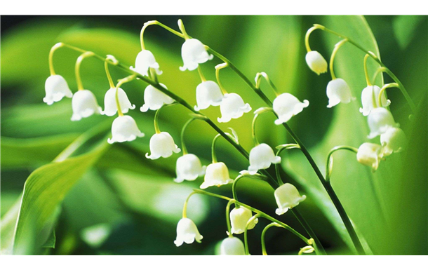 Penelope Anne Pouncey