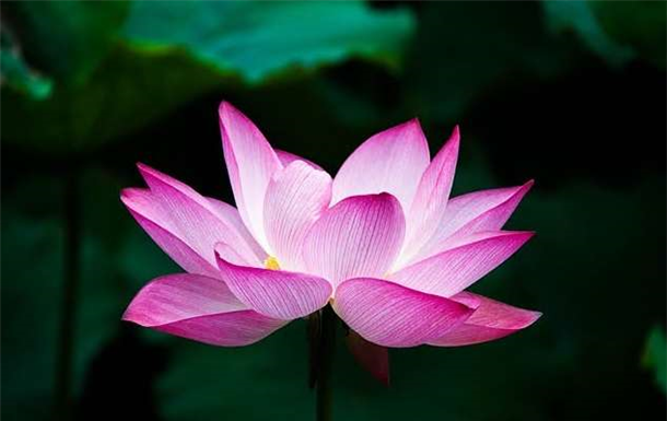 Patricia Dorothy Timms