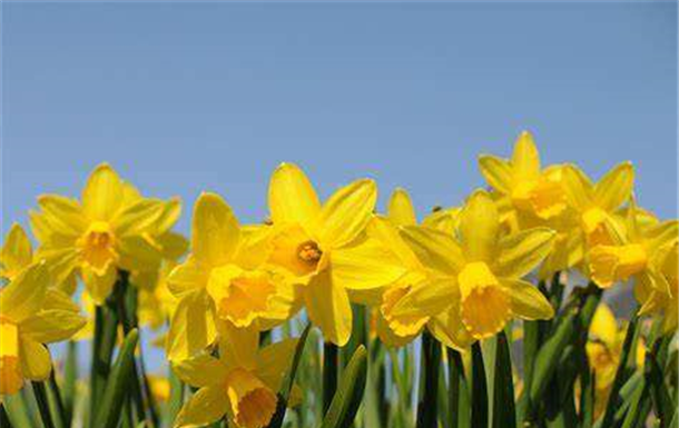 Simeone Garnet Pickford