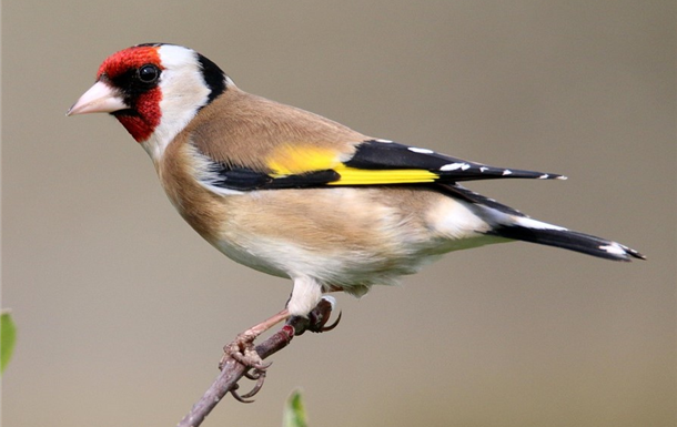 Margaret Esther Black