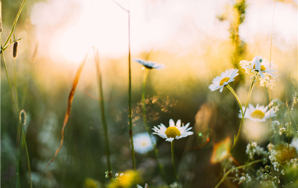 Patricia Jacqueline Neal