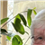 Maureen Smedley