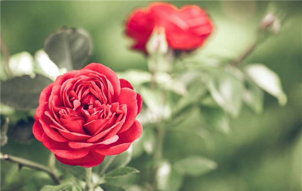 Dorothy Elizabeth Cowling